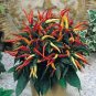 Heirloom Medusa Ornamental Pepper Capsicum annuum 40 Seeds