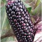 Suntava Full Season Purple Hybrid Corn 20 Seeds