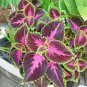 Colorful Plectranthus Coleus 200 Seeds