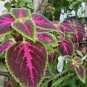 Colorful Plectranthus Coleus 200 Seeds