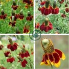 Ratibida Coneflower Mexican Hat Columnifera Midget 60 Seeds