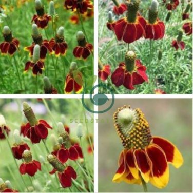 Ratibida Coneflower Mexican Hat Columnifera Midget 60 Seeds