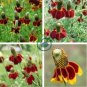 Ratibida Coneflower Mexican Hat Columnifera Midget 60 Seeds