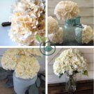 Champagne Hydrangea Flower 40 Seeds