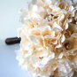 Champagne Hydrangea Flower 40 Seeds