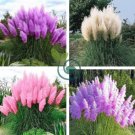 Mixed Colors Pampas Grass Plant Bonsai 400 Seeds
