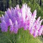 Mixed Colors Pampas Grass Plant Bonsai 400 Seeds