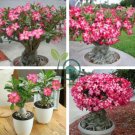Adenium Obesum Semillas 40 Seeds