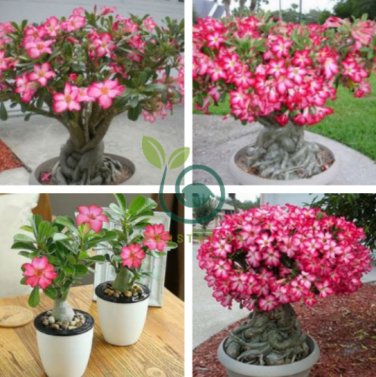 Adenium Obesum Semillas 40 Seeds