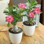 Adenium Obesum Semillas 40 Seeds