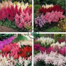 Astilbe Seeds Mixed Red Blue White Pink Colors 200 Seeds