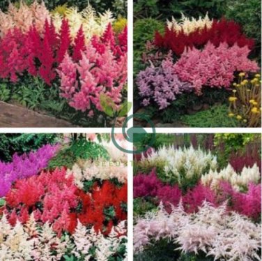 Astilbe Seeds Mixed Red Blue White Pink Colors 200 Seeds