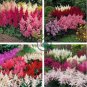 Astilbe Seeds Mixed Red Blue White Pink Colors 200 Seeds