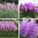 Purple Pampas Seeds Ornamental Perennial Plant 800 Seeds