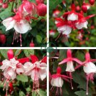 Fuchsia Seeds Rose Red White Double Flowers 400 Seeds