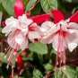 Fuchsia Seeds Rose Red White Double Flowers 400 Seeds