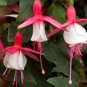 Fuchsia Seeds Rose Red White Double Flowers 400 Seeds