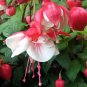 Fuchsia Seeds Rose Red White Double Flowers 400 Seeds