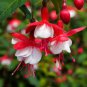 Fuchsia Seeds Rose Red White Double Flowers 400 Seeds