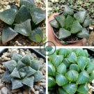 Mixed Haworthia 40 Seeds