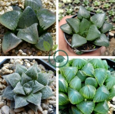 Mixed Haworthia 40 Seeds