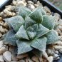 Mixed Haworthia 40 Seeds