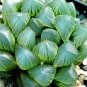 Mixed Haworthia 40 Seeds