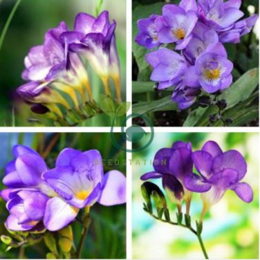 Freesia Flower Seeds Purple Flowers 40 Seeds