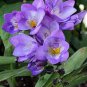 Freesia Flower Seeds Purple Flowers 40 Seeds
