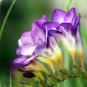 Freesia Flower Seeds Purple Flowers 40 Seeds