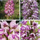 Rare Orchid Man Flowers Monkey Orchid 200 Seeds