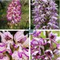 Rare Orchid Man Flowers Monkey Orchid 200 Seeds