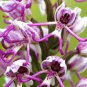 Rare Orchid Man Flowers Monkey Orchid 200 Seeds
