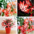 Zygocactus Truncatus Plants 400 Seeds