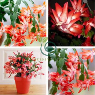 Zygocactus Truncatus Plants 400 Seeds