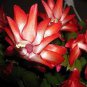 Zygocactus Truncatus Plants 400 Seeds