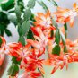 Zygocactus Truncatus Plants 400 Seeds