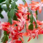 Zygocactus Truncatus Plants 400 Seeds