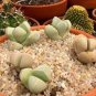 GIBBAEUM Mix Succulents Garden Plants 40 Seeds