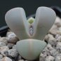 GIBBAEUM Mix Succulents Garden Plants 40 Seeds