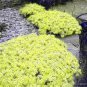 Yellow Creeping Thyme  Cress Rock Perennial 200 Seeds
