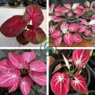 Colorful Thailand Caladium Flower Bonsai 200 Seeds