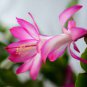schlumbergera Flores Christmas Cactus Plant plantas 200 Seeds