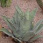 Agave Durangensis Agave Garden Plants 20 Seeds