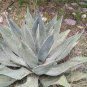 Agave Durangensis Agave Garden Plants 20 Seeds