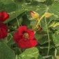 Creeping Tropaeolum majus Nasturtium Flower 200 Seeds
