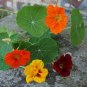 Creeping Tropaeolum majus Nasturtium Flower 200 Seeds
