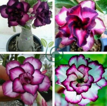 Adedium Seeds Desert Rose Blackish Purple Single Petal with White Color 4 Seeds