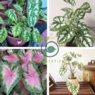Caladium Dwarf Plants 400 Seeds