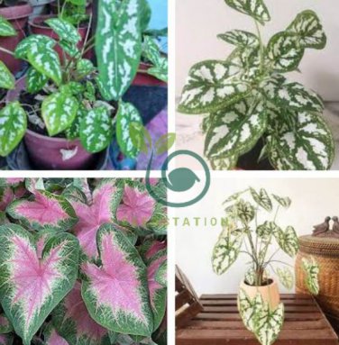 Caladium Dwarf Plants 400 Seeds